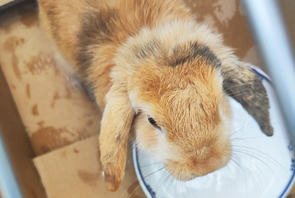 Fundmeldung Hase Unbekannt Toulon Frankreich