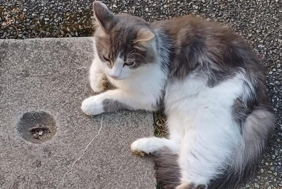 Vermisstmeldung Katze rassenmischung Männliche , 4 jahre Brié-et-Angonnes Frankreich