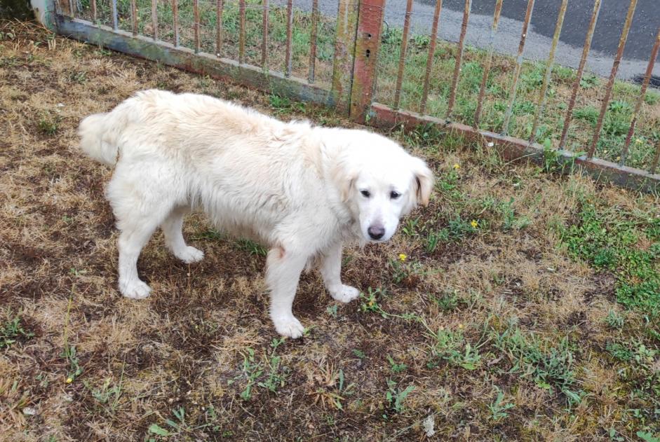 Discovery alert Dog Female Saint-Romain France