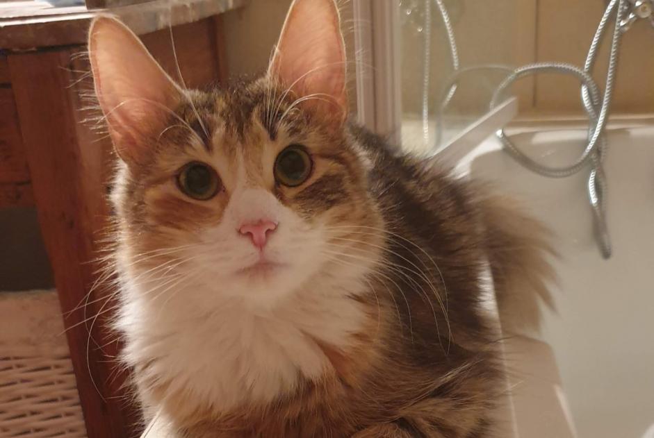 Alerta de Desaparición Gato  Hembra , 5 años Grigny Francia