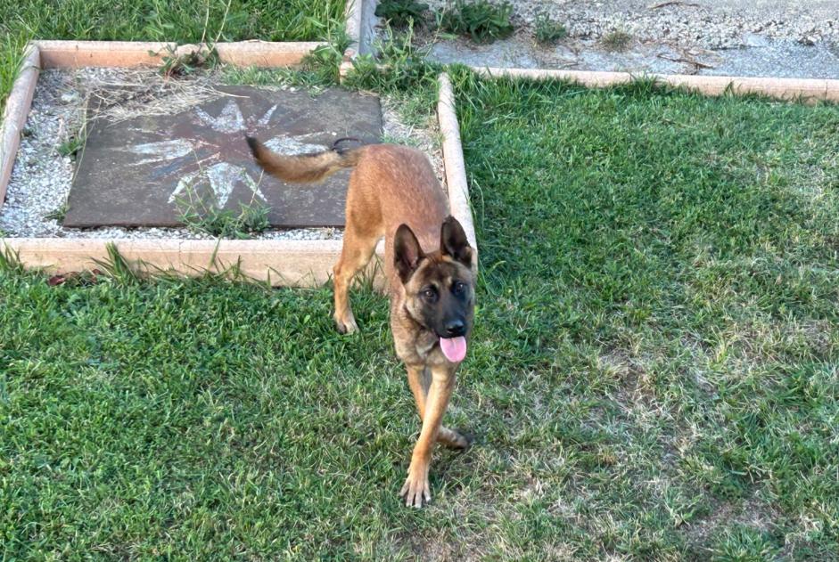 Alerta de Hallazgo Perro  Desconocido Saint-Jean-Bonnefonds Francia