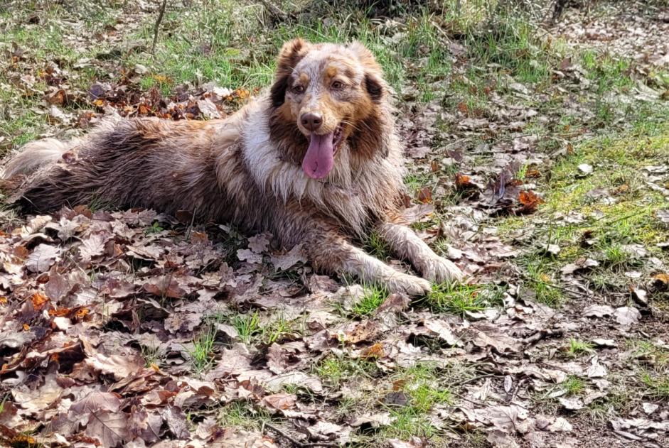 Avviso scomparsa Cane  Femmina , 4 anni Castellane Francia