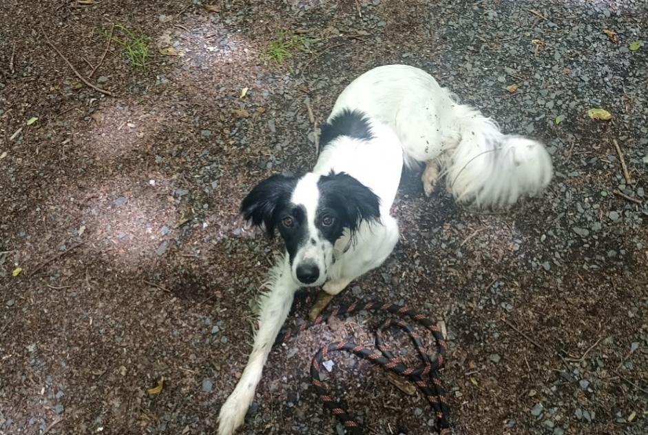 Alerta desaparecimento Cão cruzamento Fêmea , 1 anos Denat France