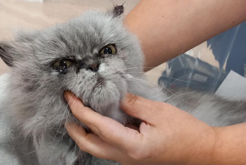 Alerta descoberta Gato  Desconhecido Eysines France